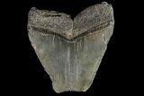 Fossil Megalodon Tooth - Feeding Damaged Tip #88994-1
